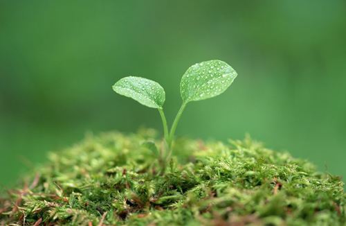 農(nóng)用污泥中重金屬檢測(cè)--原子吸收儀